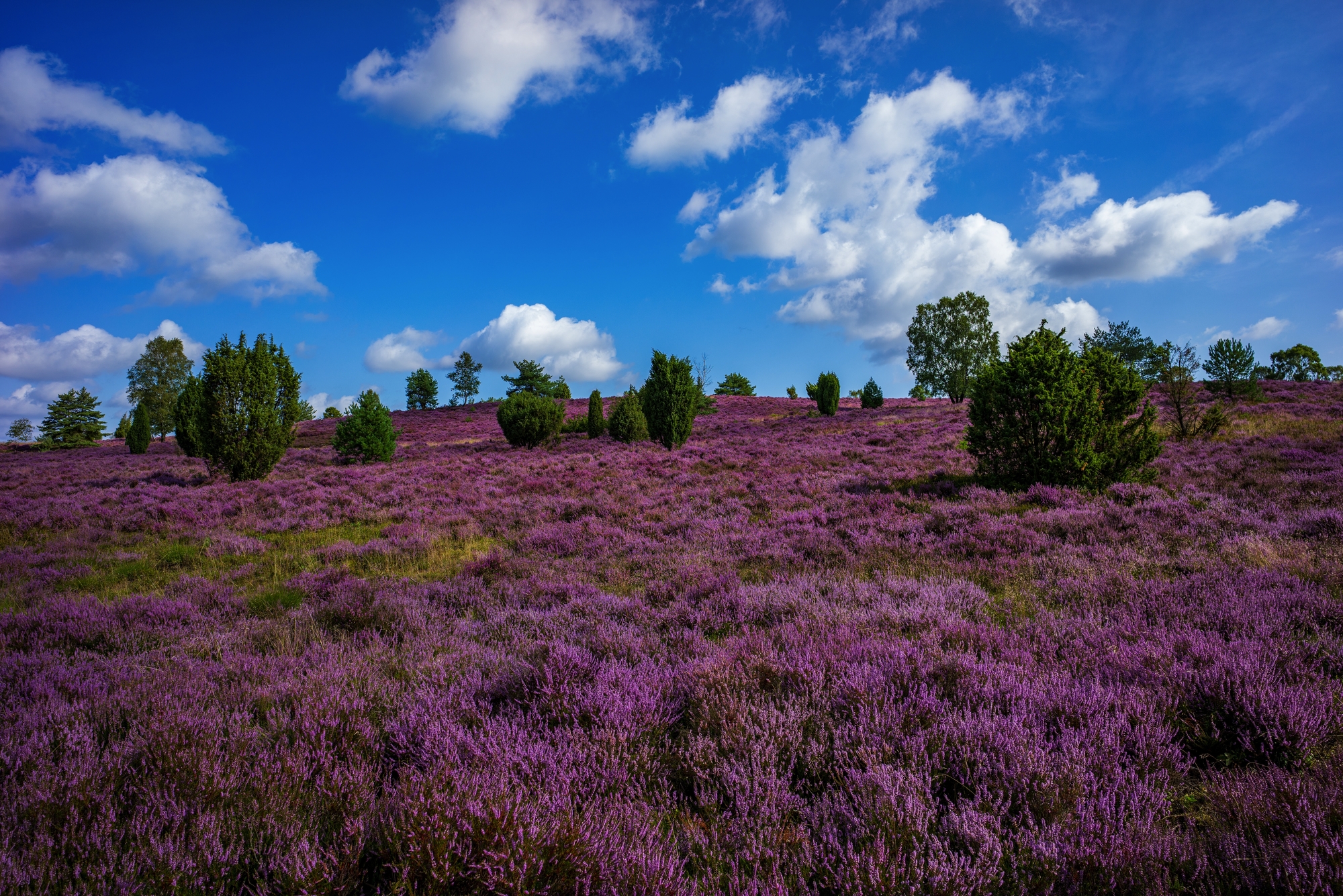 Wilseder Berg in der Lüneburger Heide, Deutschland