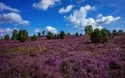 Lüneburger Heide