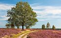 Lüneburger Heide