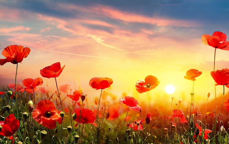 Mohnblumen im Sonnenuntergang