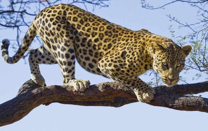 Leopard im Serengeti-Nationalpark in Tansania