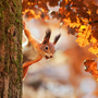 cute portrait with a beautiful fluffy red squirrel peeking out from behind the trunk of an oak with bright Golden foliage in a Sunny autumn Park