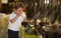 Schaukäsen in der Käsediele