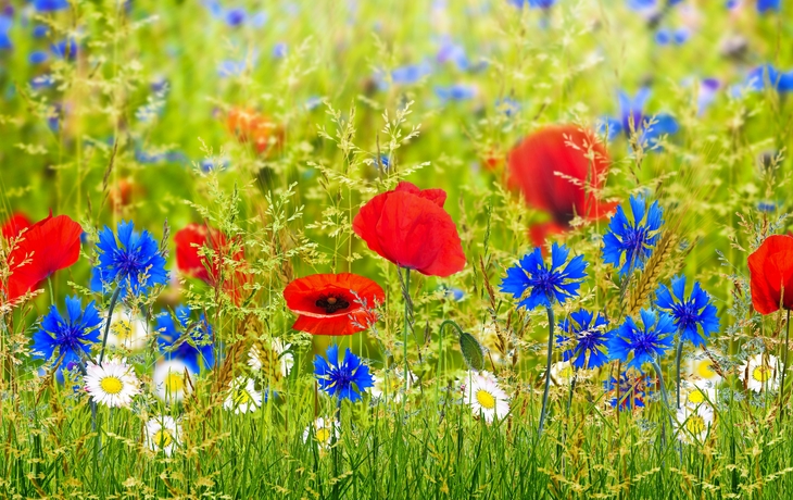 sommerwiese, wiesenblumen, sommerblumen