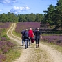 Wanderer in der Südheide