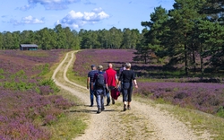 Wanderer in der Südheide