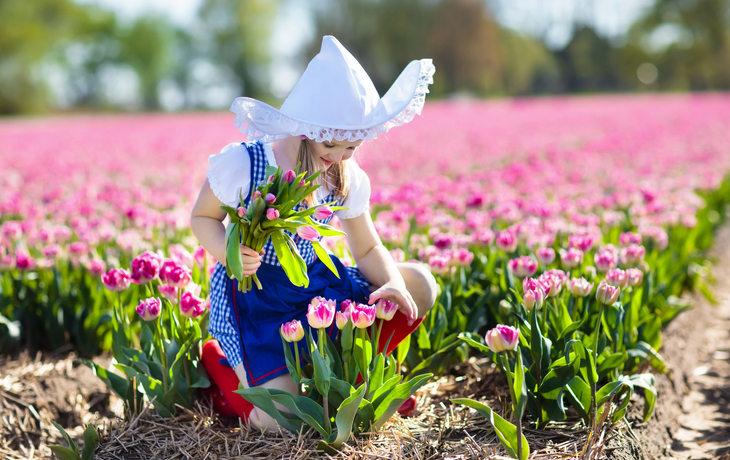 holländisches Tulpenfeld