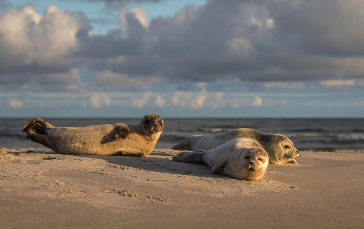 die sandige Landspitze Grenen oder Skagens Gren von Dänemark