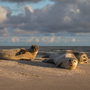 die sandige Landspitze Grenen oder Skagens Gren von Dänemark