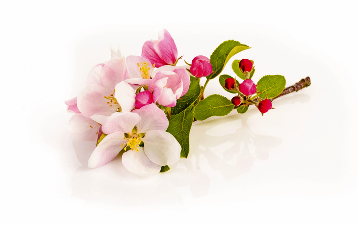 Apfelblüte