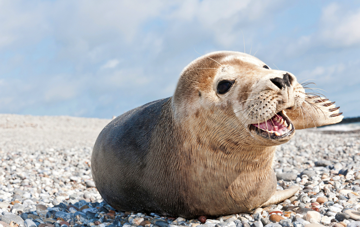 Robbe auf Helgoland