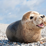 Robbe auf Helgoland