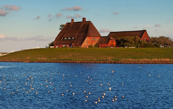 Blick auf die Kirchwarft auf Hallig Hooge