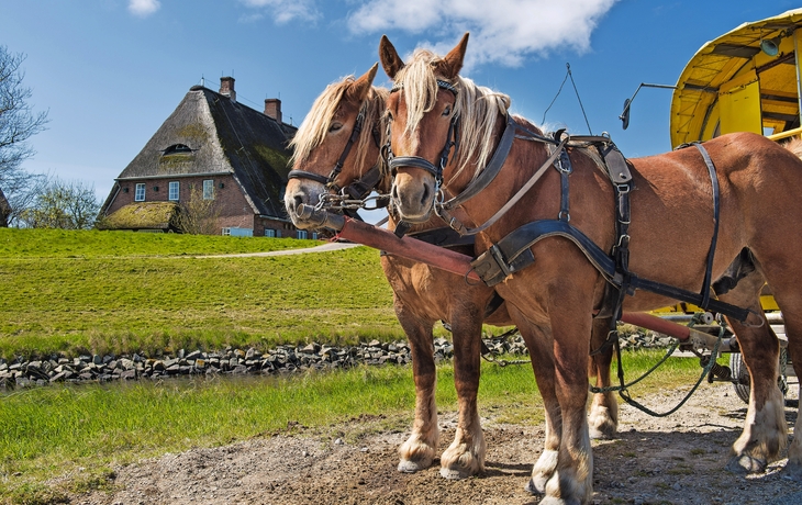 Pferdegespann auf Hallig Hooge