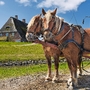 Pferdegespann auf Hallig Hooge