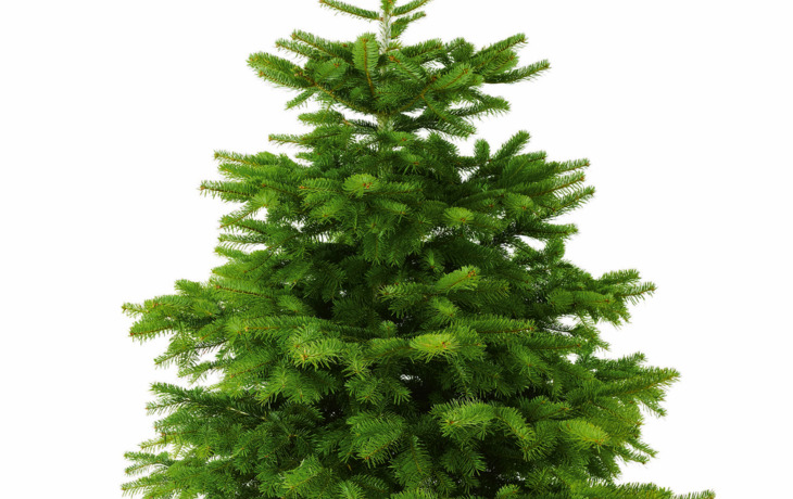 Perfekter dichter Tannenbaum isoliert ohne Schatten