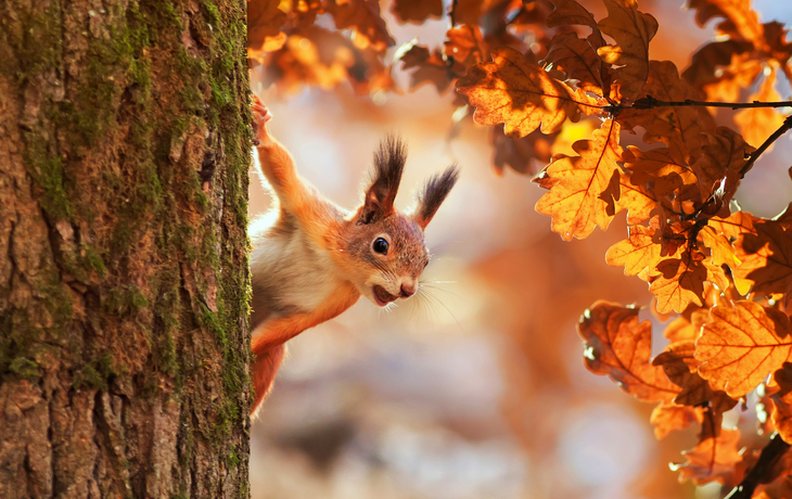 cute portrait with a beautiful fluffy red squirrel peeking out from behind the trunk of an oak with bright Golden foliage in a Sunny autumn Park