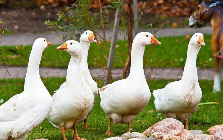 Gänse