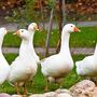 Gänse