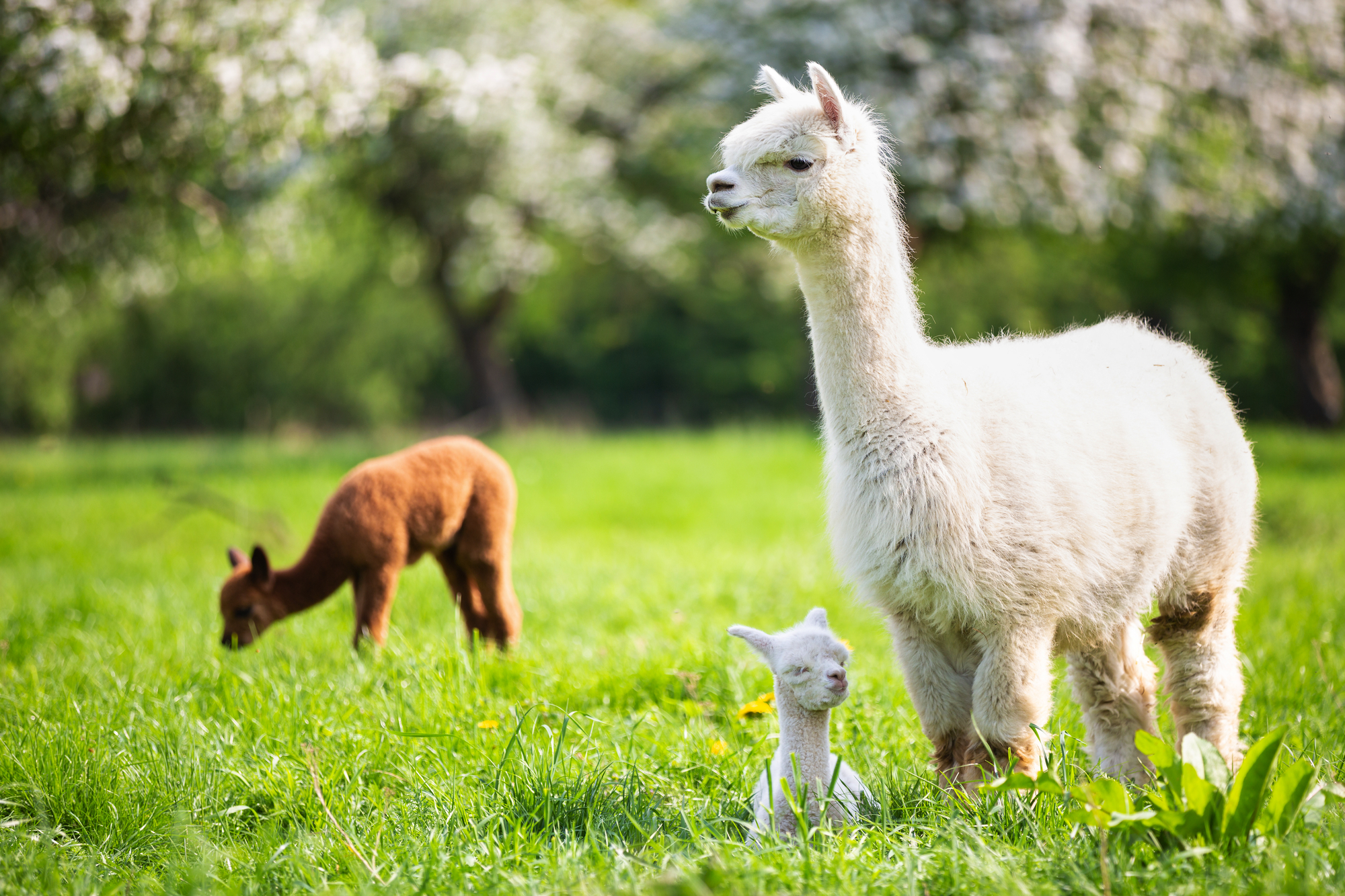 weißes Alpaka mit Nachwuchs