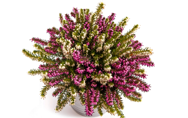 Zweifarbige Winterheide