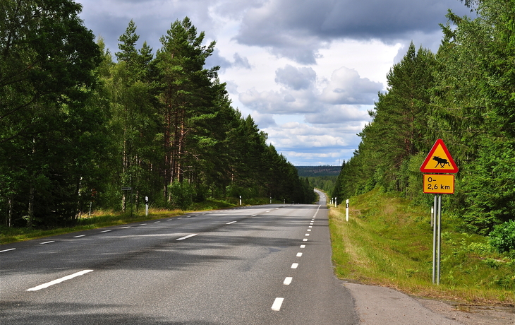 Straße durch Schwedens Wildnis mit Elchsignal