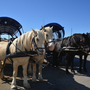 Pferdekutschen im Hafen von Vitte auf der Insel Hiddensee