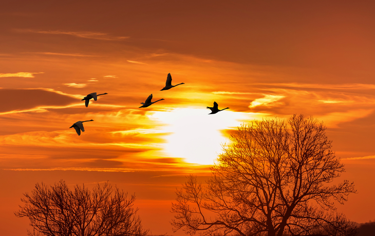 Sandhill-Kraniche silhouettiert im Sonnenaufgang