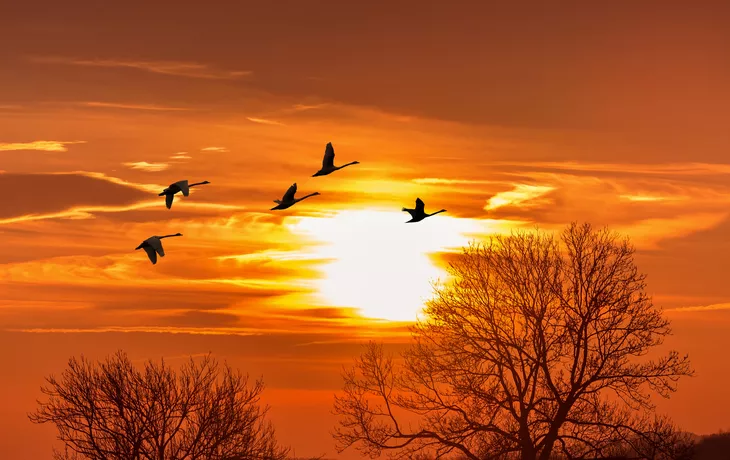 Sandhill-Kraniche silhouettiert im Sonnenaufgang