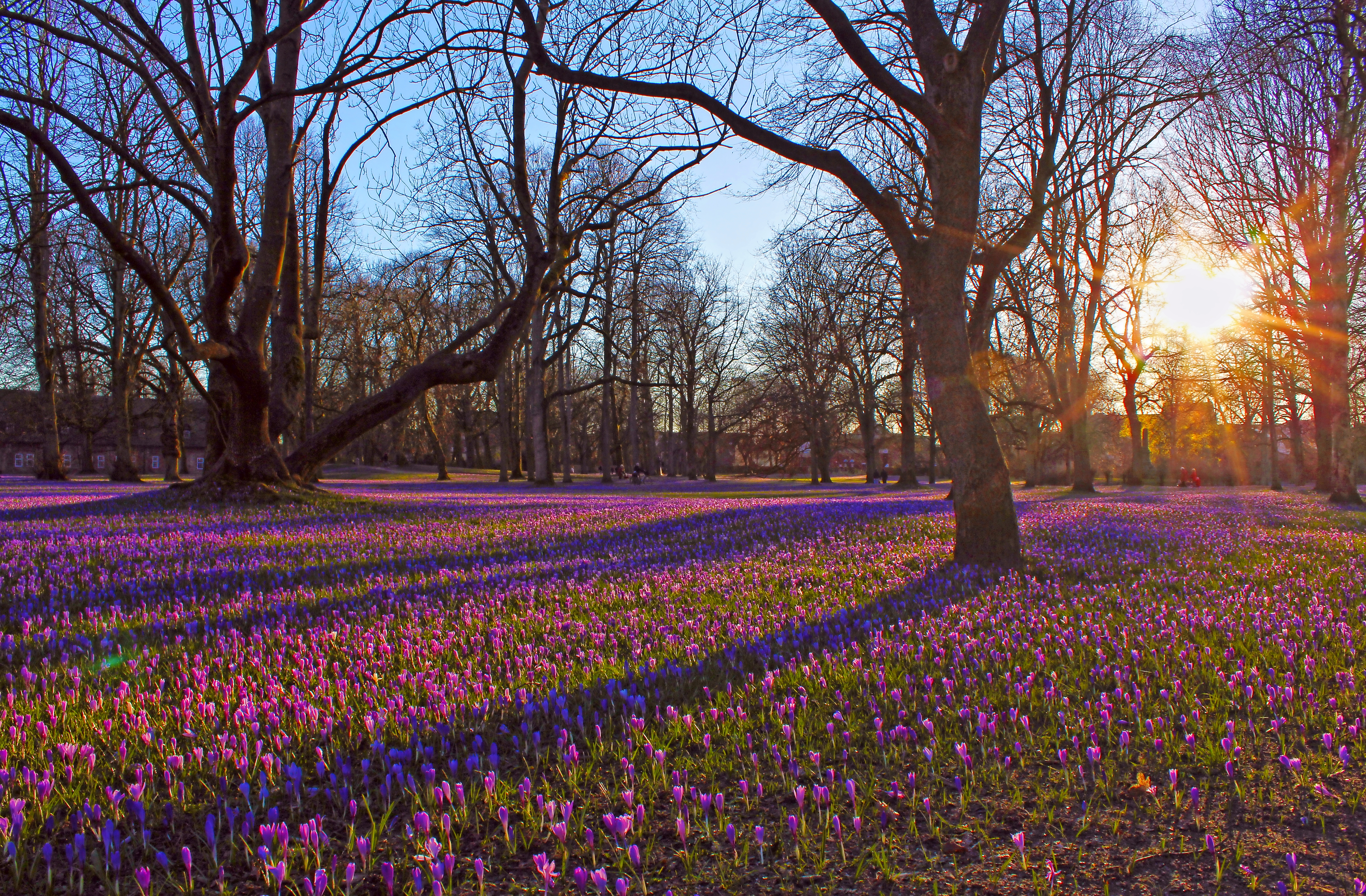Krokusblüte im Husumer Schlosspark