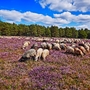 Heidschnucken in der Lüneburger Heide, Deutschland