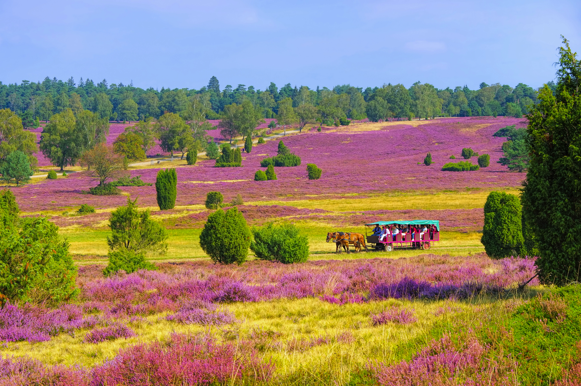 Lüneburger Heide im Herbst bei Wilsede