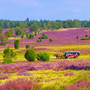 Lüneburger Heide im Herbst bei Wilsede