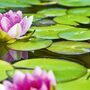 Lotusblüte - Seerose im Teich