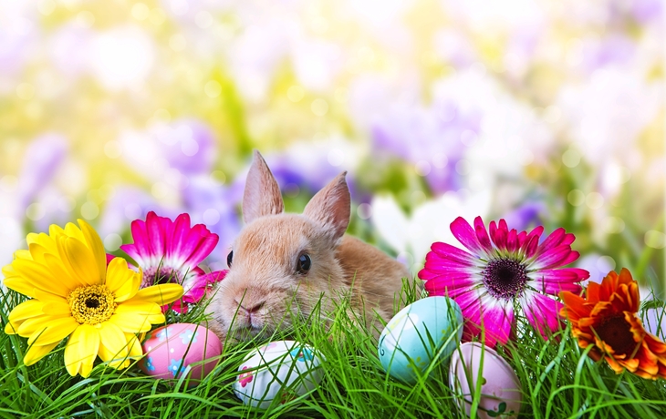Osterhase