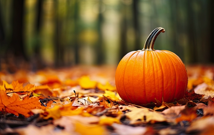 orangefarbener Kürbis, Wald und Herbstblätter