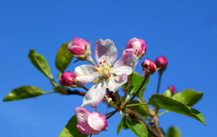 Apfelblüte. Schließen Sie oben von einem schönen Frühlingsapfelbaum gegen