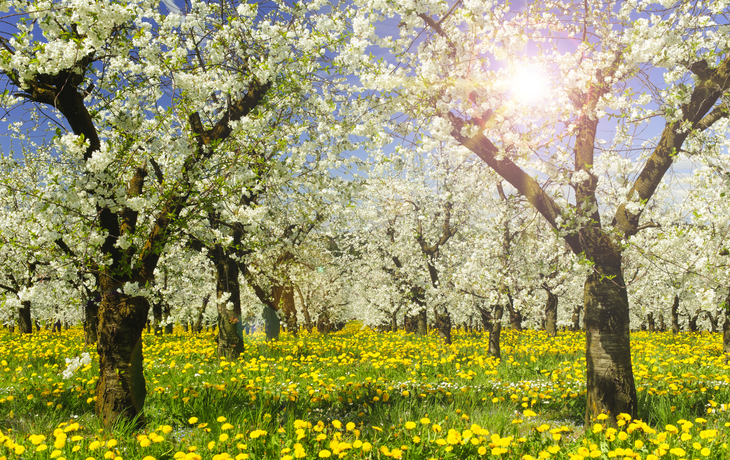 Plantage mit Apfelbäumen in Blüte im Frühling mit Sonnenstrahlen