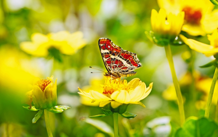 Schöner Schmetterling (Araschnia levana) auf gelber Blume