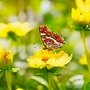 Schöner Schmetterling (Araschnia levana) auf gelber Blume