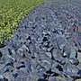 Kohlfeld mit Weißkohl und Rotkohl\u000A