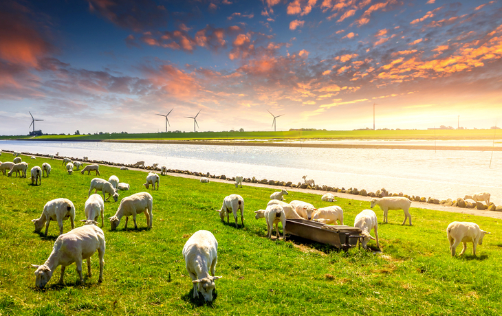 Schafe am Deich von Husum