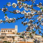 Mandelblütenzeit im Dorf Selva auf Mallorca