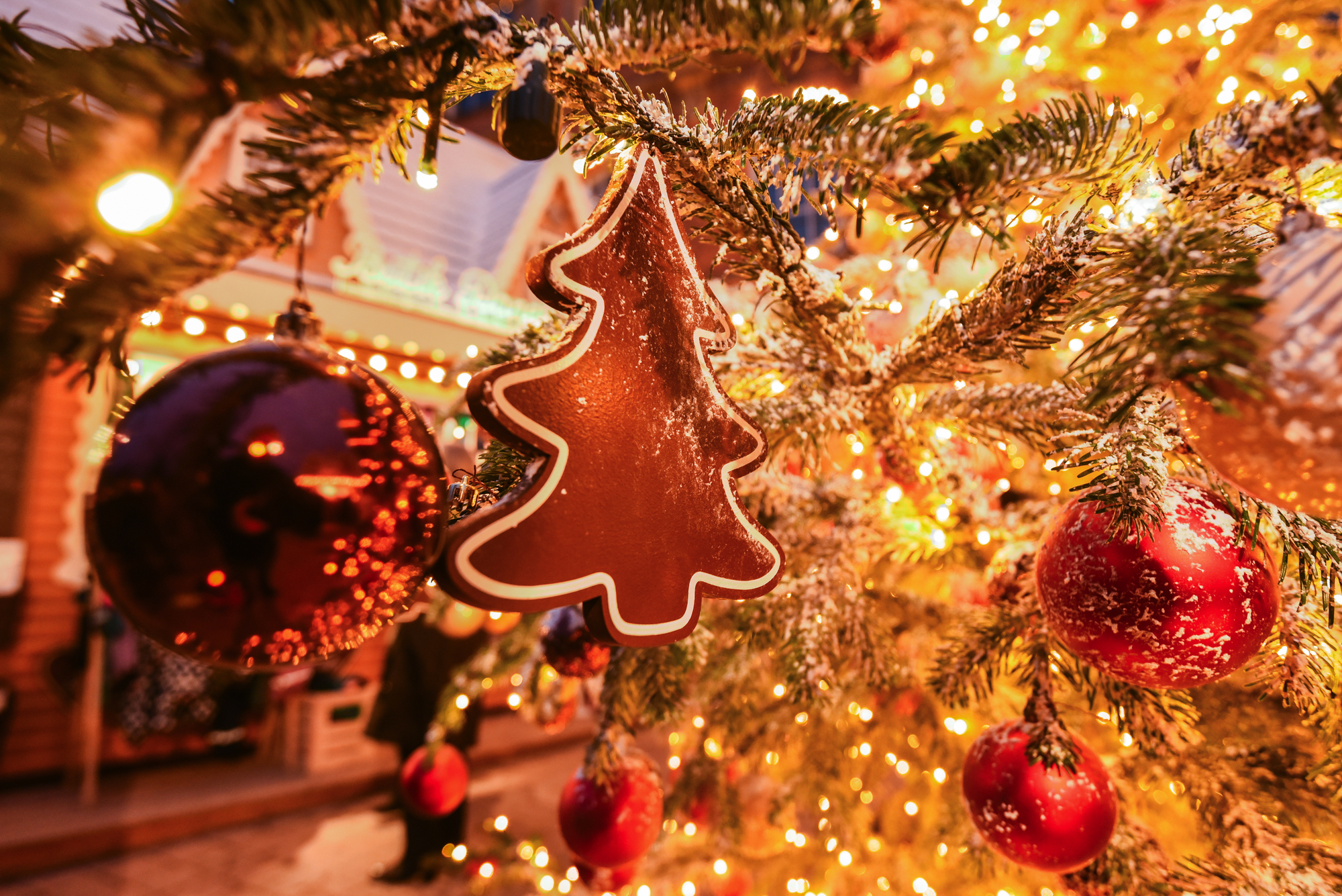 ein Weihnachtsbaum-Ingwerplätzchen schmückt einen echten Weihnachtsbaum