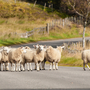 Herde von Schafen in einer Linie, die entlang einer ländlichen Asphaltstraße in Deeside nach Hause kommt,Schottland
