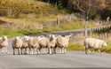 Faszination Schottland