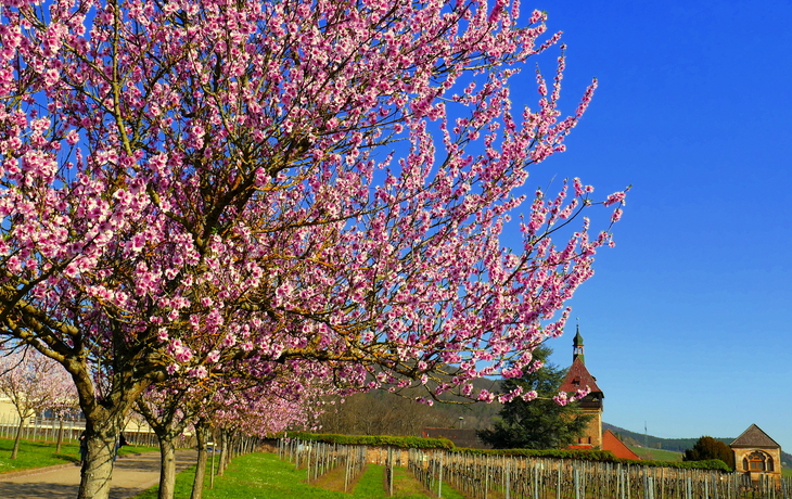 Weingut in der Pfalz mit blühendem rosa Mandelbaum im Frühling