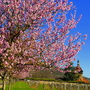 Weingut in der Pfalz mit blühendem rosa Mandelbaum im Frühling