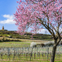 blühende Mandelbäume in Rheinland-Pfalz an der Deutschen Weinstraße