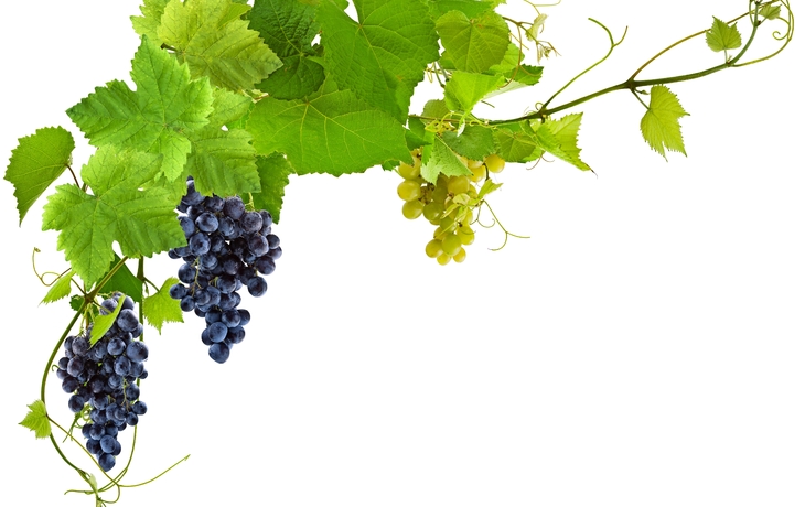 Trauben und Weinblätter